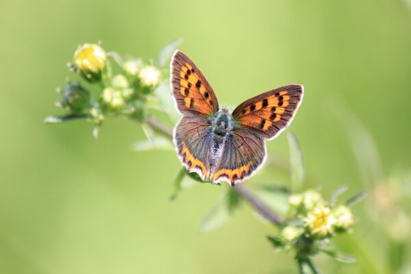 Papillon assis sur une plante avec des bourgeons jaunes