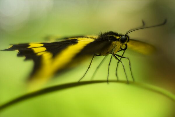 Bokeh hermosa mariposa en una hoja de hierba