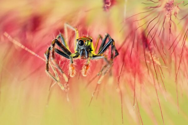 Vergrößertes Foto einer Spinne mit zotteligen Pfoten