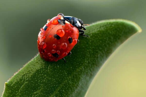 Ladybug on a blade of grass in dewdrops