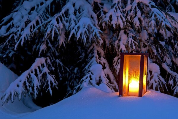 Brennende alte Laterne im Schnee unter einer Tanne