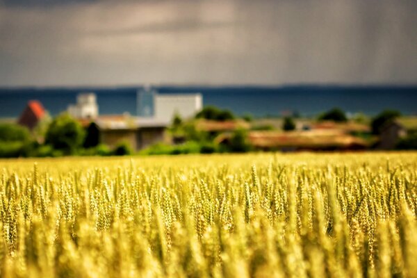 Ein gesätetes Feld am Rande des Dorfes