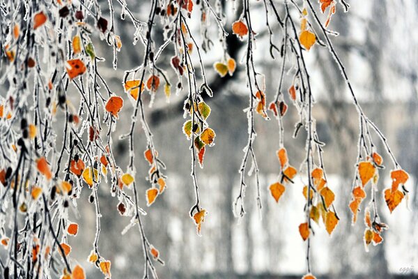 Branches of autumn foliage dusted with frost