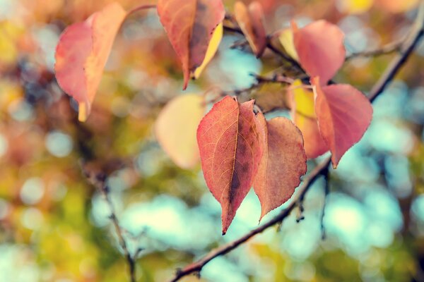 Herbst Natur Blätter auf einem Ast