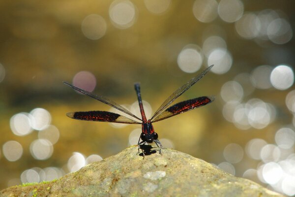 Hélicoptère libellule insecte rouge