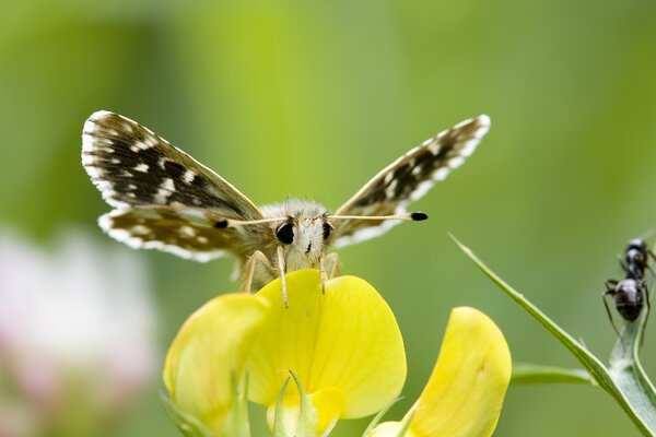 Bliskie zdjęcie motyla z antenami. Żółty kwiat i piękny motyl na nim. Fototapeta natura minimalizm