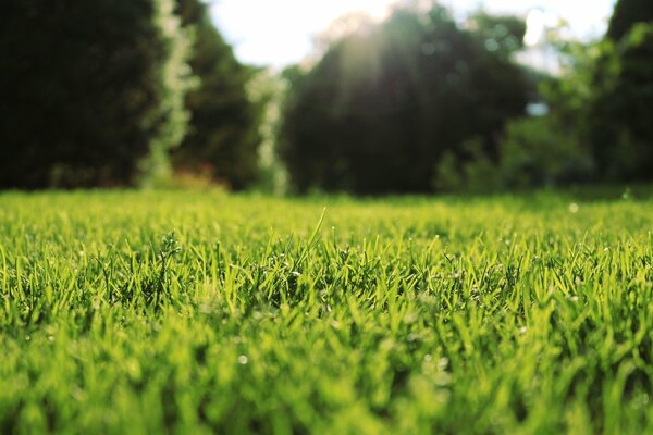 Belle photo d herbe, nature matin