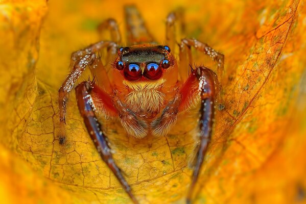 Gelbes Herbstblatt mit Spinne