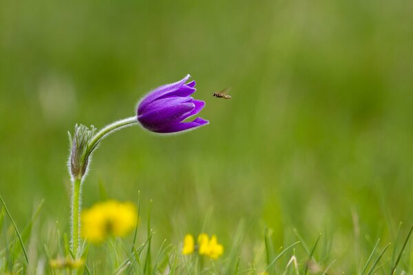 Fliegendes Insekt in der Nähe einer lila Blume auf dem Hintergrund einer grünen Wiese