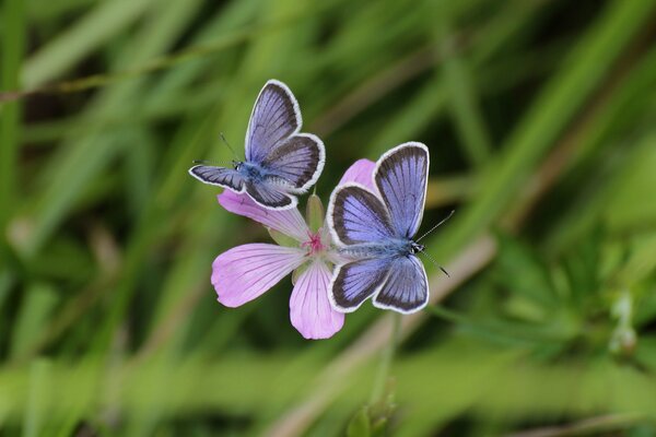 Deux papillons assis sur une fleur rose