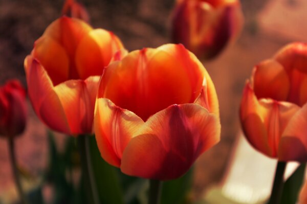 Los brotes y pétalos de los tulipanes se abren