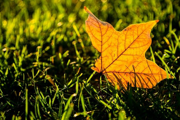 Yellow leaf on green grass