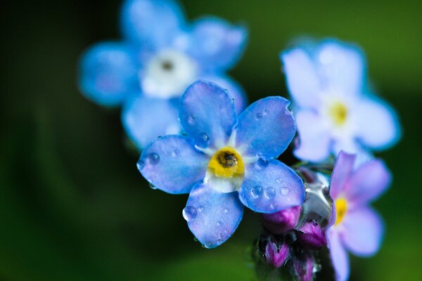 Field flower-blue forget-me-not