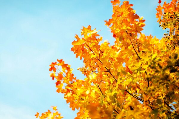 Yellow autumn tree branches against a blue sky background