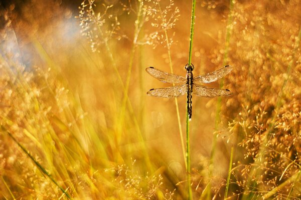 Libelle unter gelbem Gras