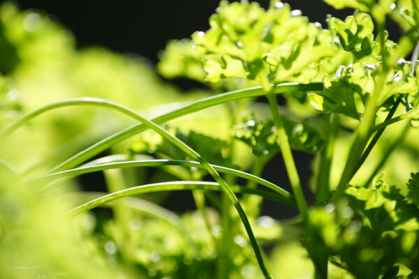 Photo of greenery in macro shooting