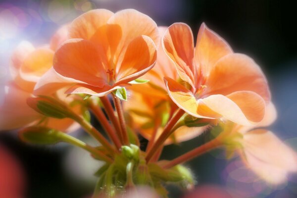 Fleur sur fond flou