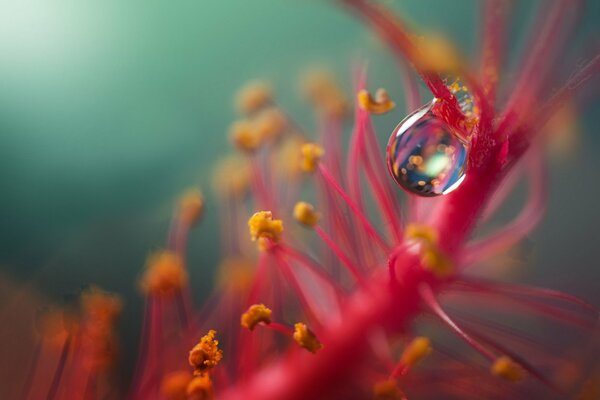 Photo floue de la fleur et des gouttes. Goutte de flux sur une fleur