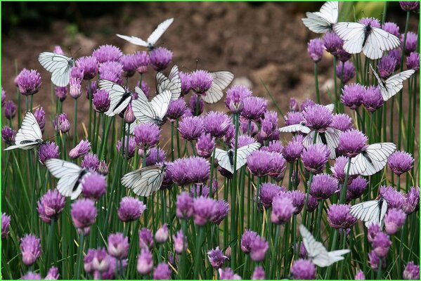 White butterflies are sitting on clover