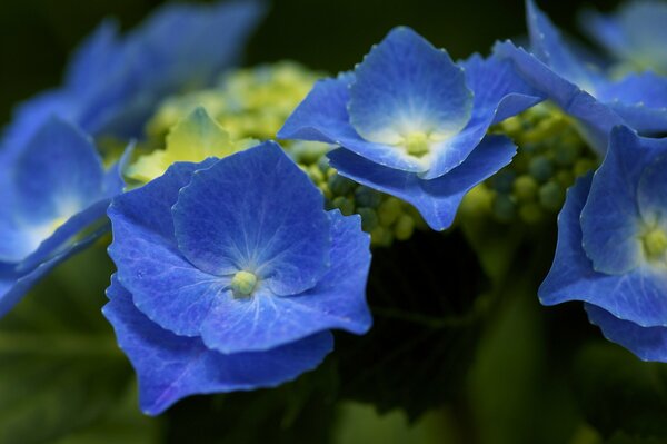 Ortensia blu infiorescenza cespuglio