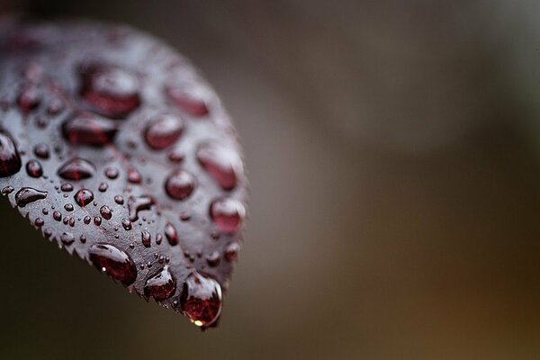 Grandes gotas en una hoja roja