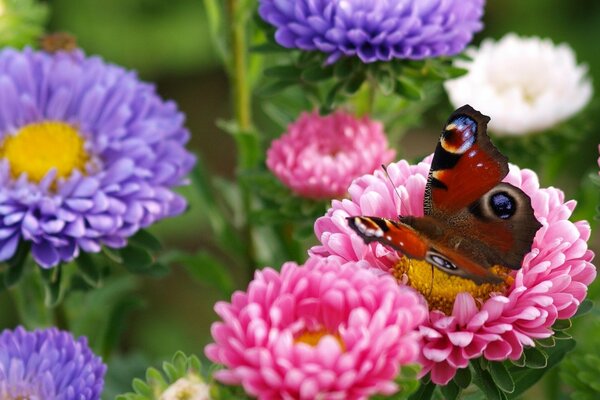 The most beautiful butterfly on the planet