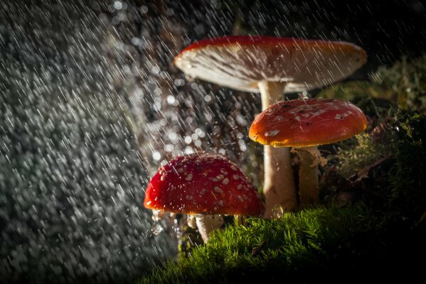 Tres hongos bajo la lluvia