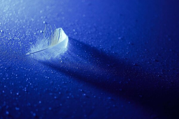 Pluma blanca sobre fondo azul