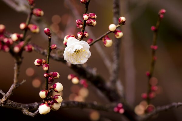 An open bud on a cherry