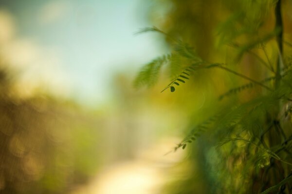 Fond flou de feuilles vertes