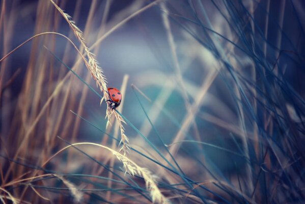 Dans l herbe, il y a beaucoup de différents insectes et coccinelles