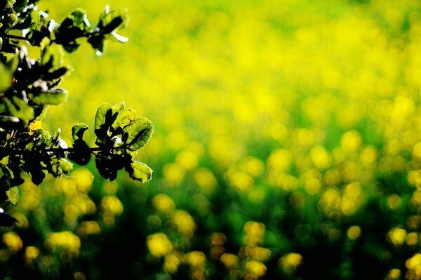 Sfondo per carta da parati sembra sciolto foglie, fiori verdi gialli