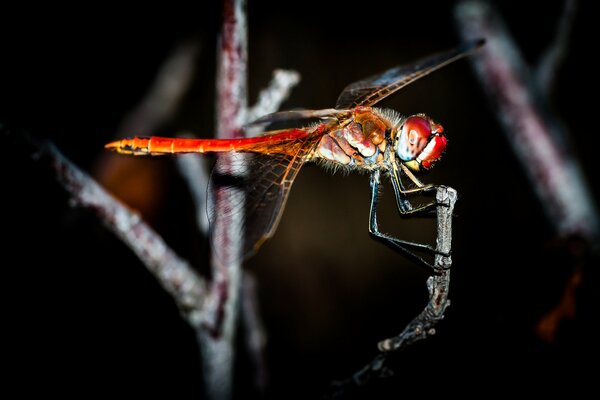 Photo de qualité de libellule rouge