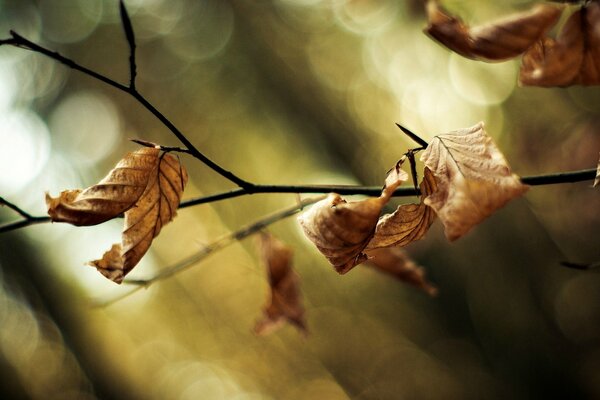 Widescreen Wallpaper mit trockenen Blättern auf einem Zweig und unscharfen Bokeh