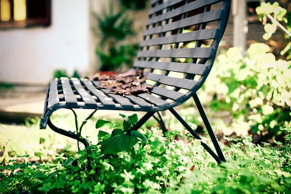 Green leaves fall on the bench