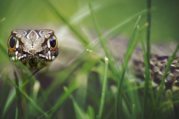 Snake in the grass hypnotizes with a look