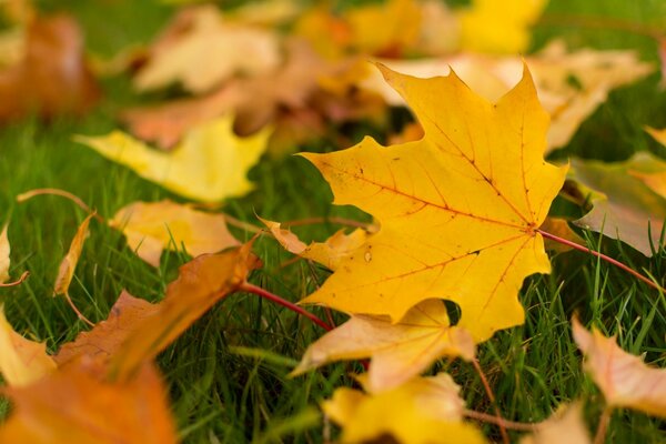 Carta da parati di grande formato caduta delle foglie d autunno