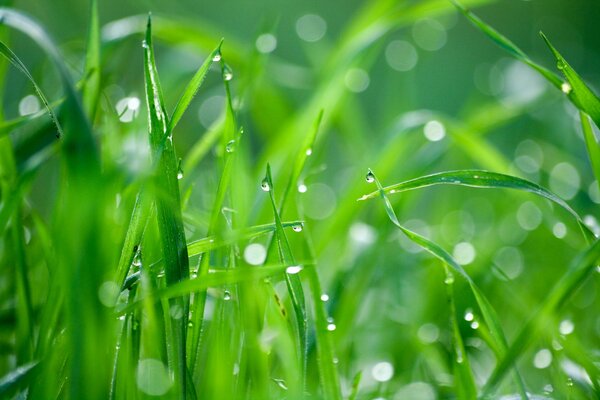 Rocío y gotas en la hierba verde