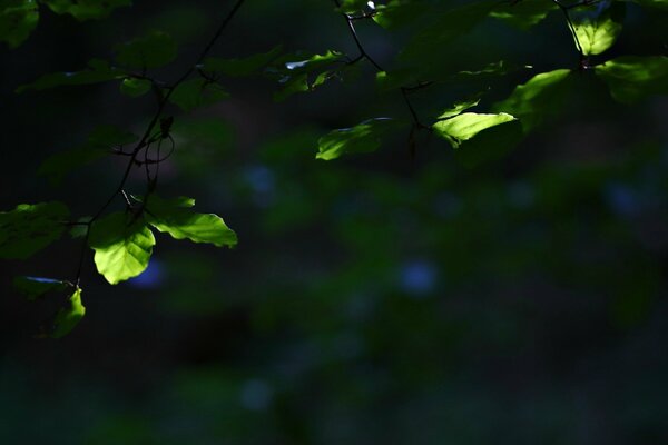 Leaf green blurred widescreen macro shooting