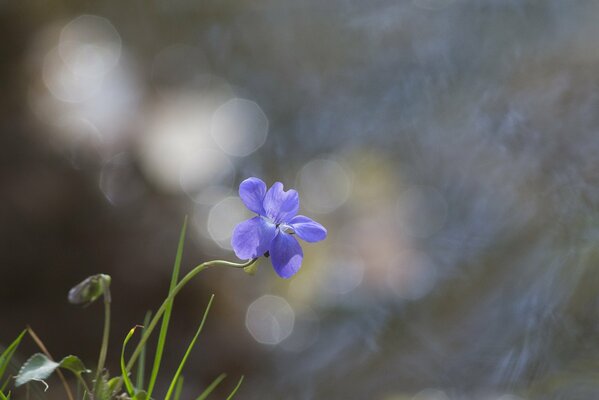 Fleur bleue sur fond d herbe