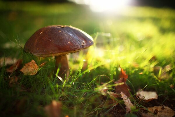 The mushroom sparkles in the rays of the sun