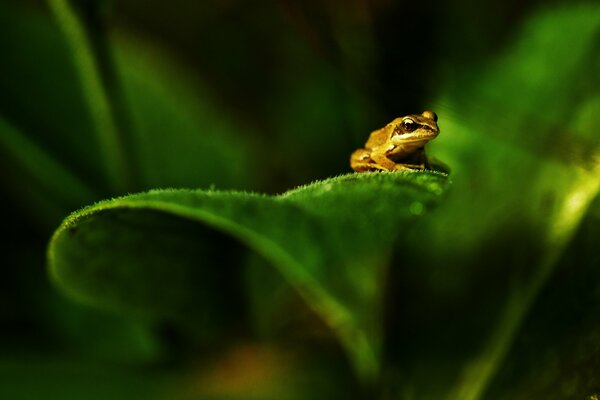 Grenouille assise sur une feuille verte