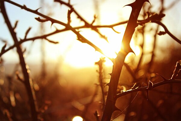 Branches avec des épines sur fond de coucher de soleil