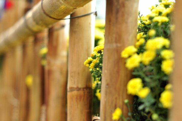 La belleza de las flores a través de los obstáculos