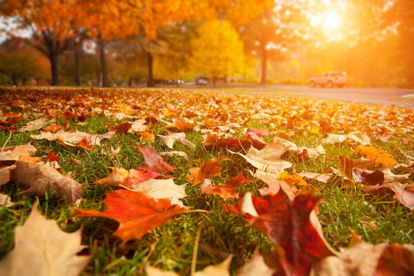 A clearing of fallen yellow autumn leaves