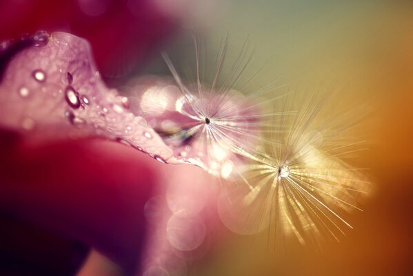 Rosée sur pissenlit en format macro