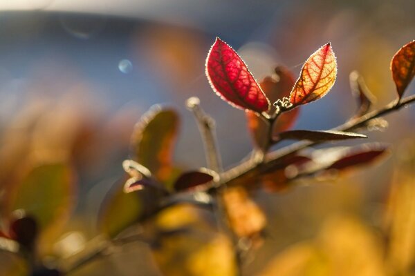 Autumn is always beautiful with bright leaves