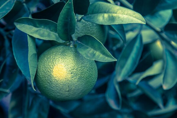 Orange tree with leaves and orange