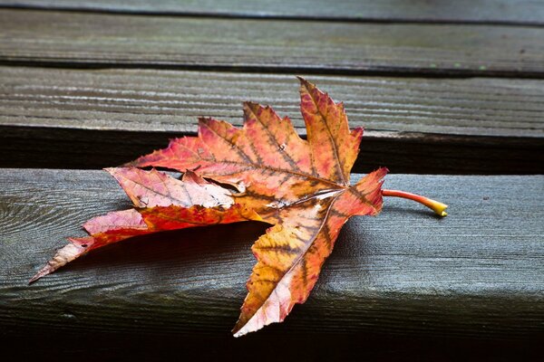 An autumn leaf lies on a wooden bench