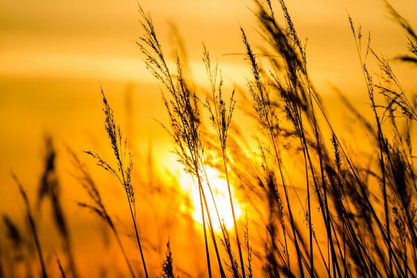 Grass on a sunset warm background